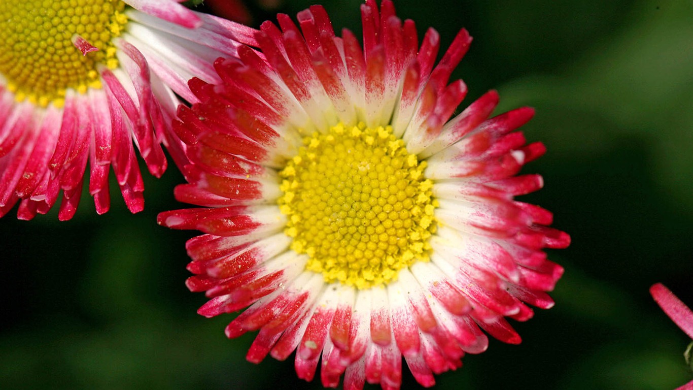 Daisies flowers close-up HD wallpapers #6 - 1366x768