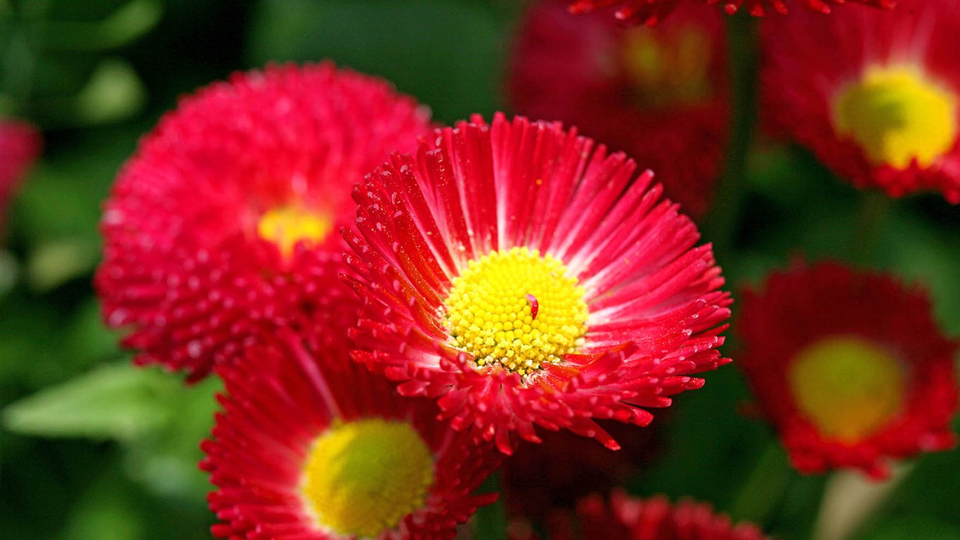 Margaritas Flores close-up fondos de pantalla de alta definición #9 - 1366x768