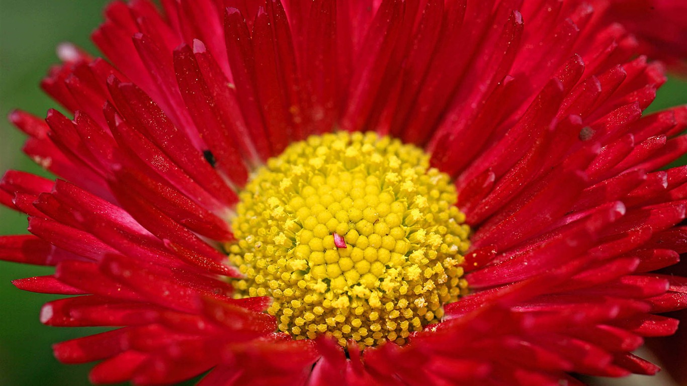 雏菊鲜花特写 高清壁纸10 - 1366x768