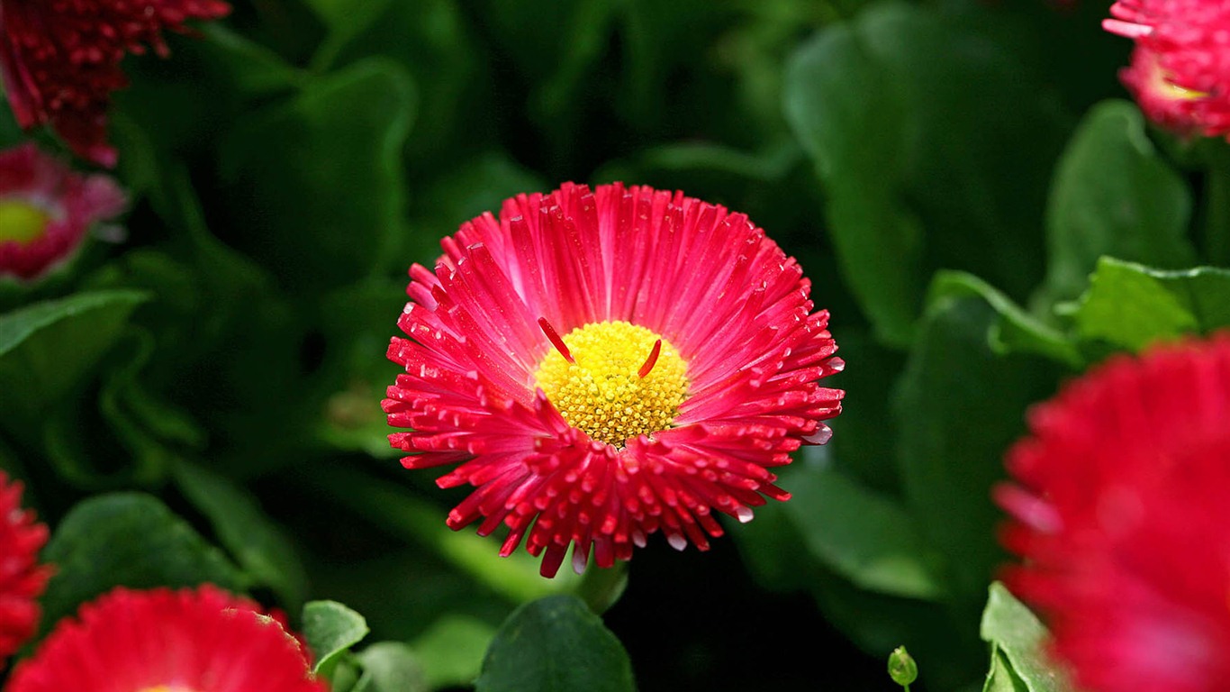 Sedmikrásky květiny close-up tapety HD #11 - 1366x768