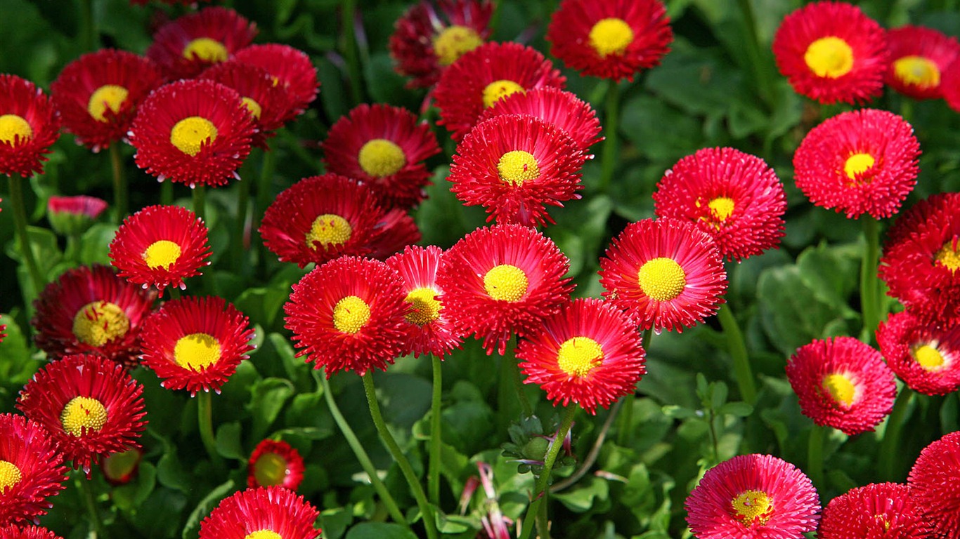 Daisies flowers close-up HD wallpapers #13 - 1366x768