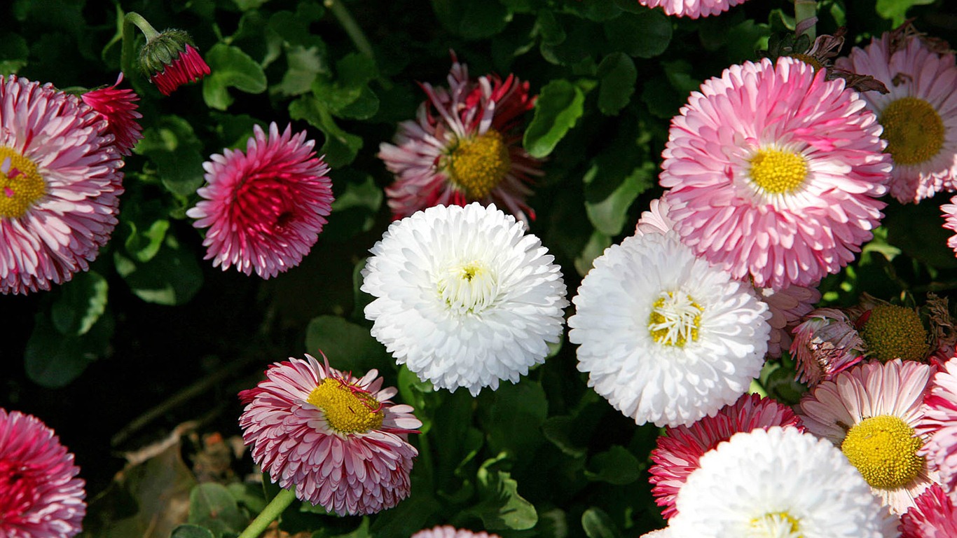 Margaritas Flores close-up fondos de pantalla de alta definición #14 - 1366x768