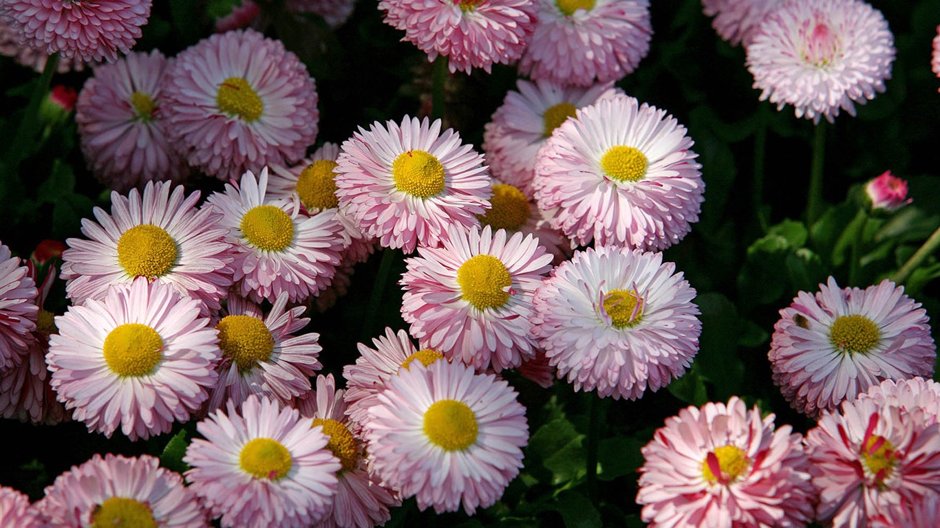 Margaritas Flores close-up fondos de pantalla de alta definición #15 - 1366x768