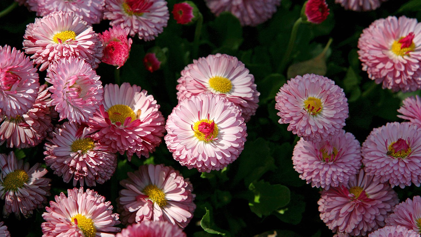 Margaritas Flores close-up fondos de pantalla de alta definición #16 - 1366x768