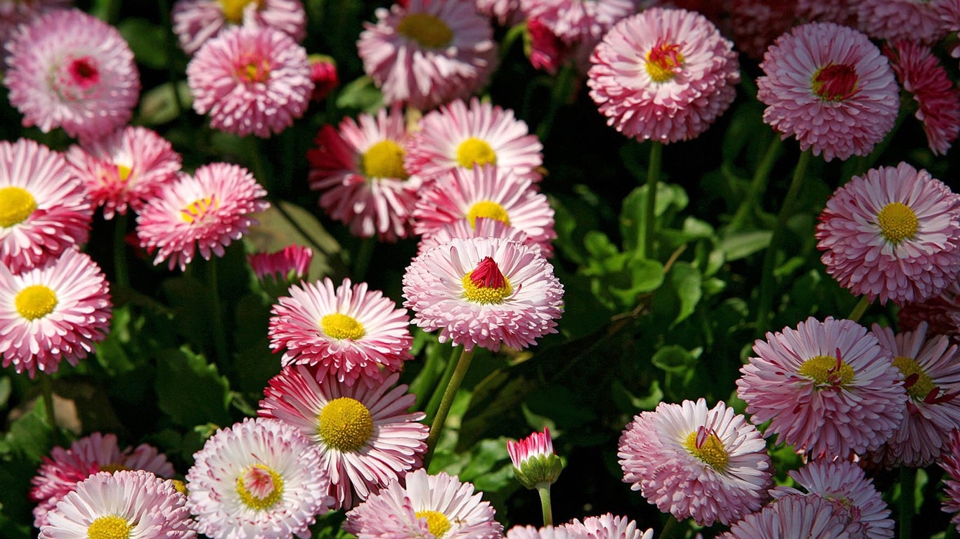 雛菊鮮花特寫 高清壁紙 #17 - 1366x768