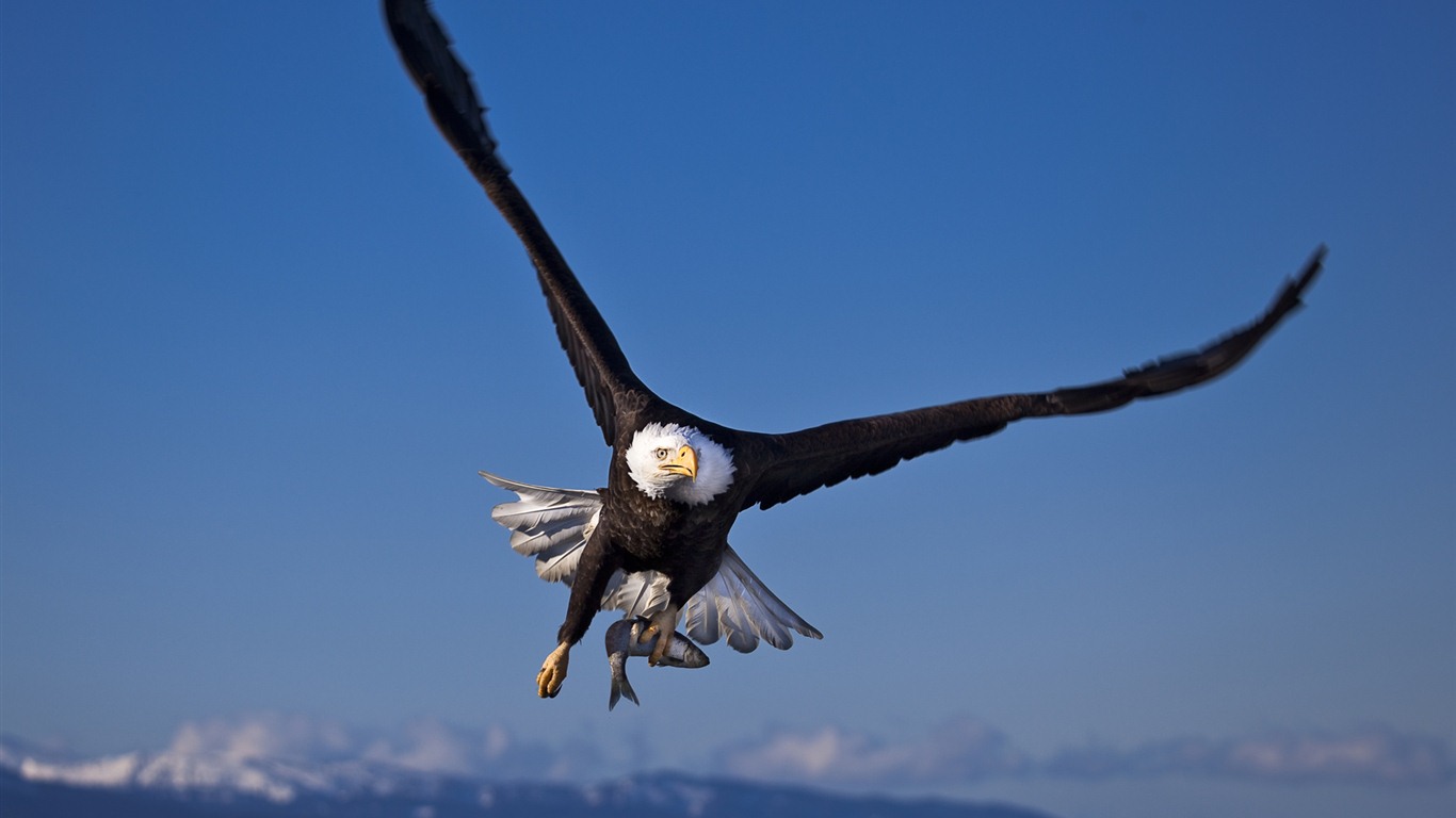 Windows 7 Wallpapers: aves rapaces #2 - 1366x768