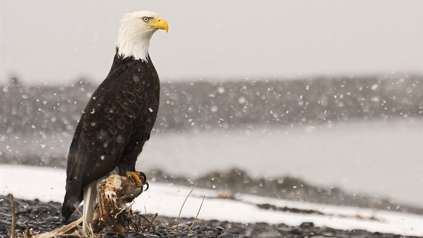 Windows 7 Wallpapers: Oiseaux prédateurs #6 - 1366x768