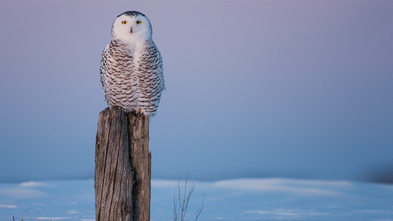 Windows 7 Wallpapers: Oiseaux prédateurs #14 - 1366x768