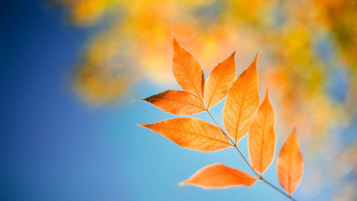 Windows 8 RP版 官方高清壁紙 #1 - 1366x768