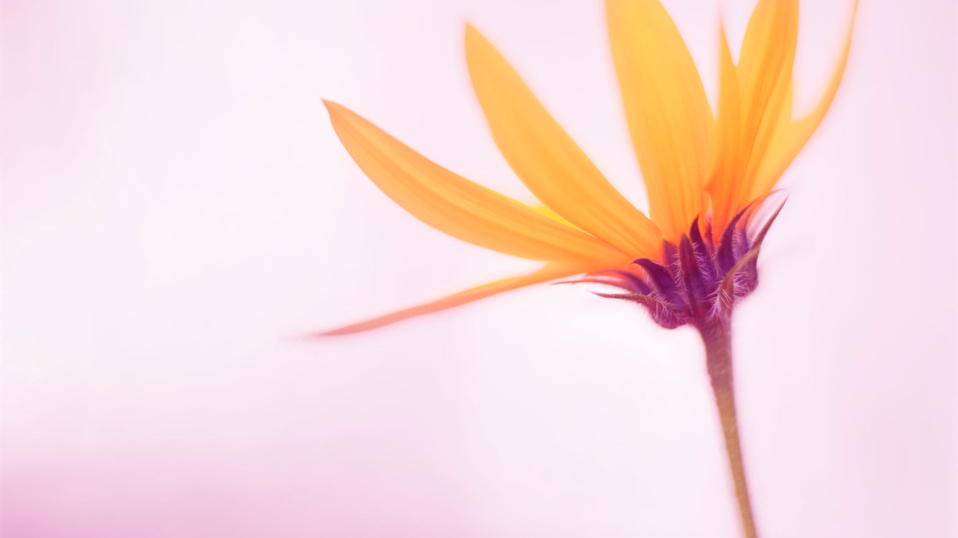 Windows 8 RTM版 官方高清壁紙 #10 - 1366x768