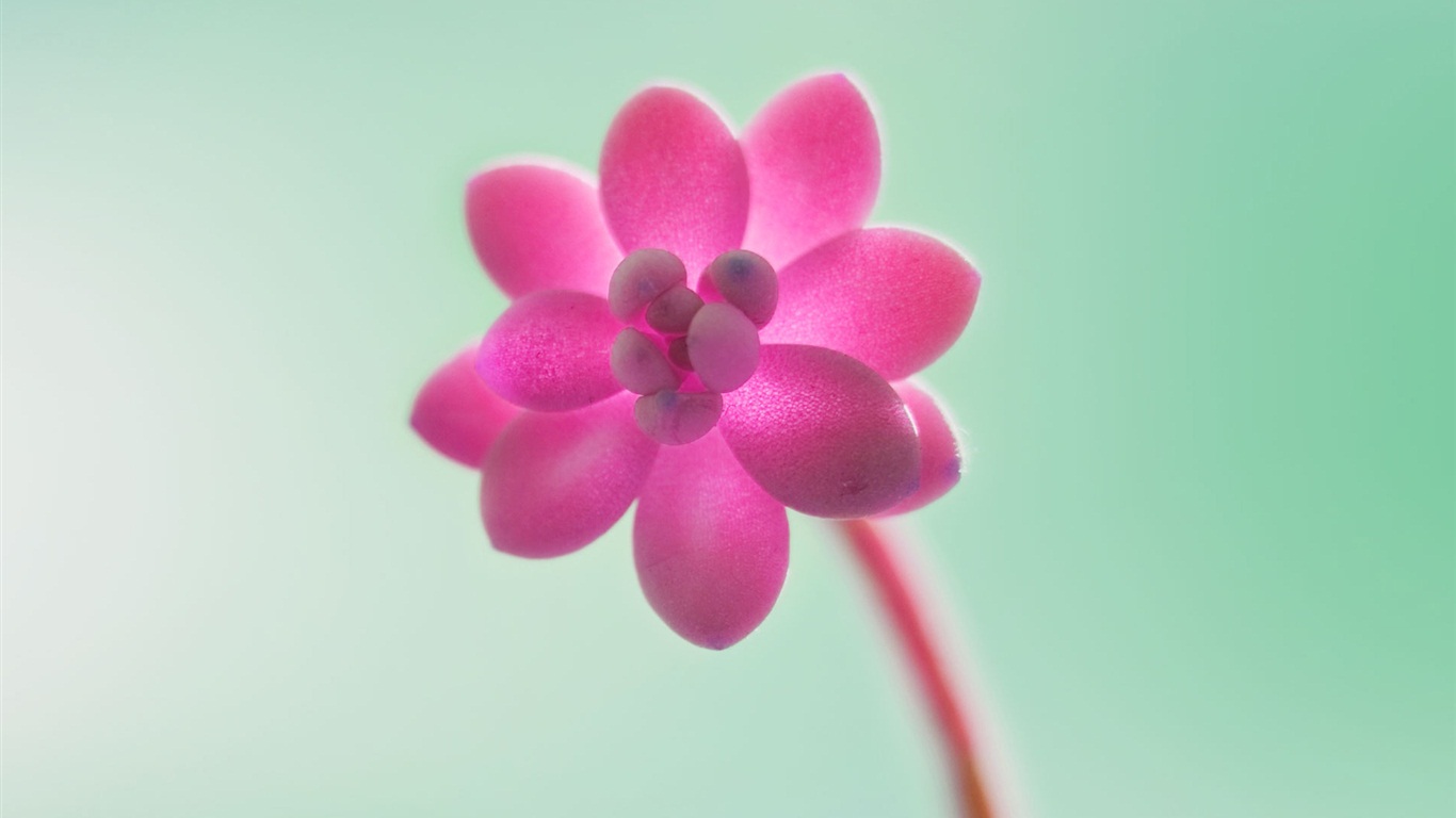 Windows 8 RTM版 官方高清壁紙 #11 - 1366x768