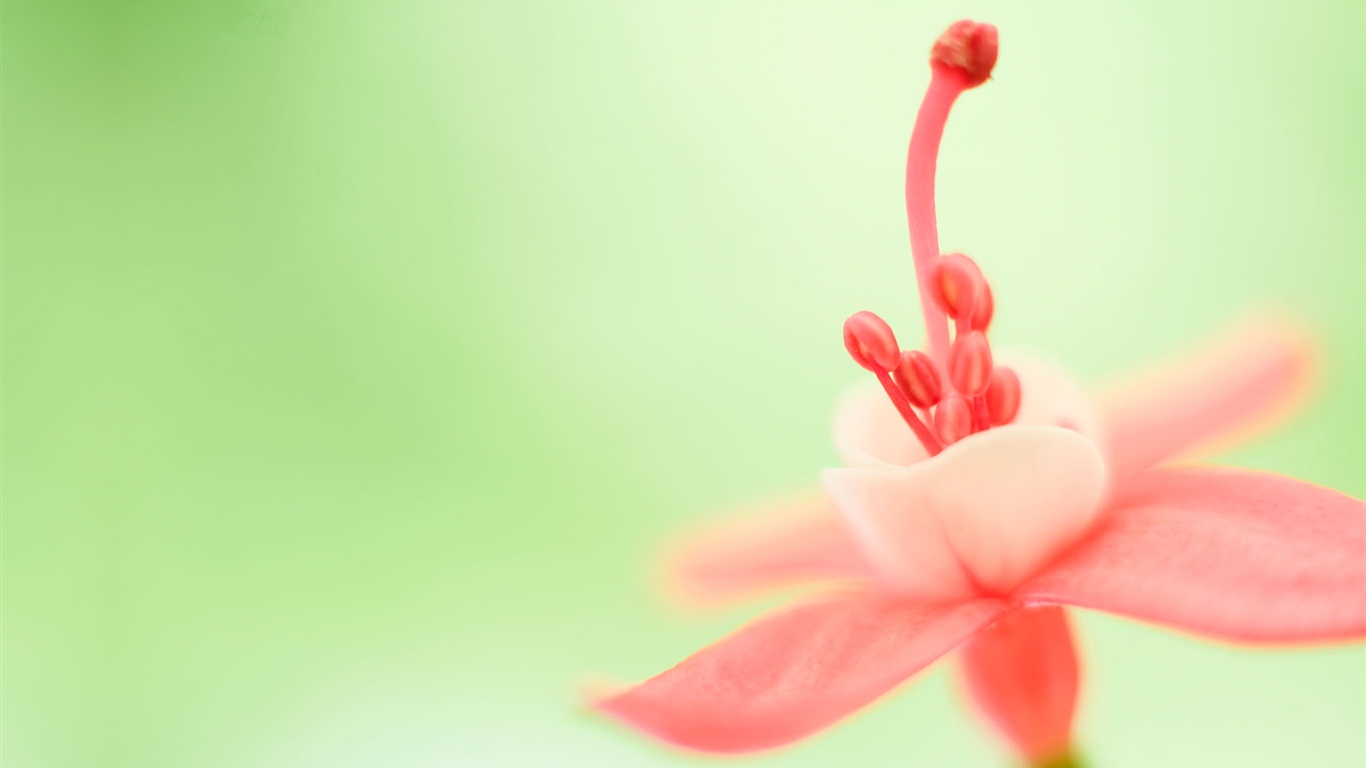 Windows 8 RTM版 官方高清壁紙 #13 - 1366x768