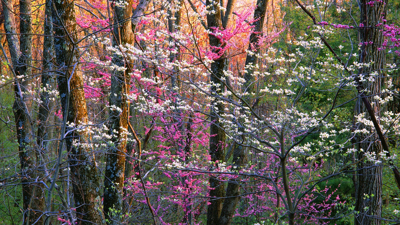 Windows 8 官方全景主題壁紙，海浪，森林，雄偉高山 #3 - 1366x768