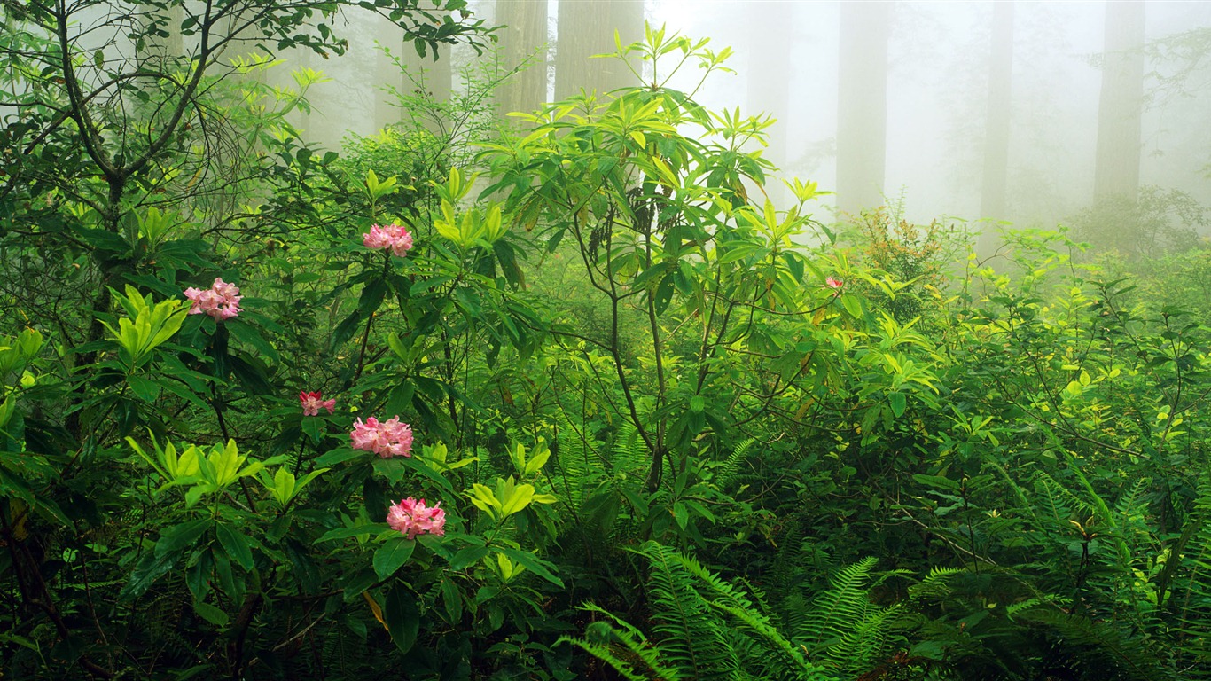 Windows 8 官方全景主題壁紙，海浪，森林，雄偉高山 #7 - 1366x768