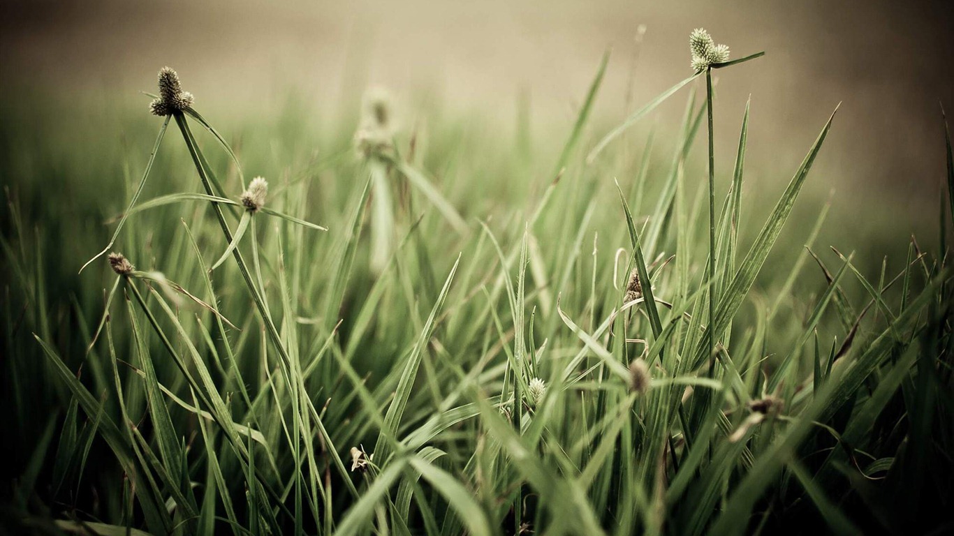 Ubuntu Linux 2012 fonds d'écran HD #36 - 1366x768