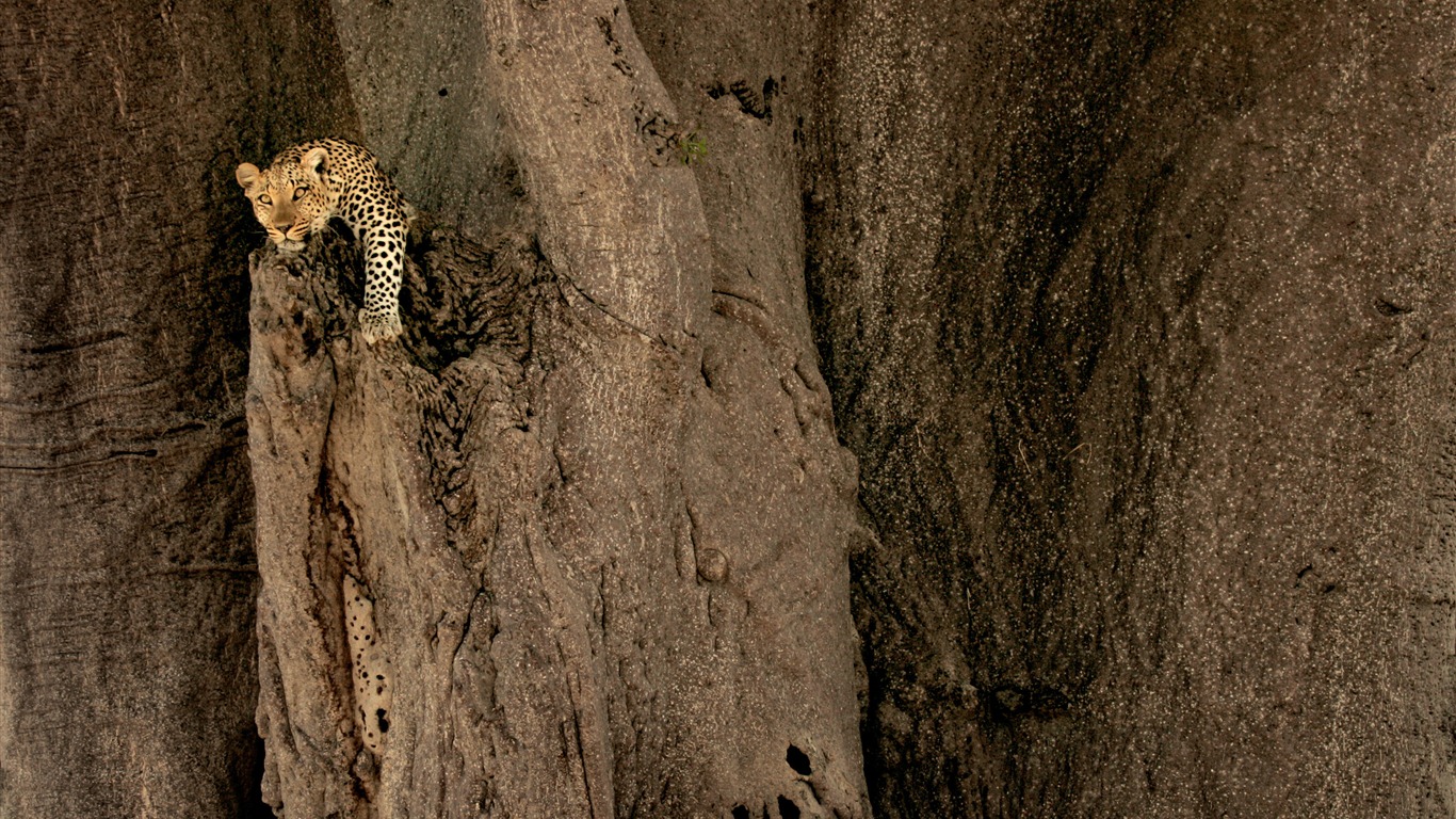 Mac OS X Mountain Lion Apple system hidden HD wallpapers #21 - 1366x768