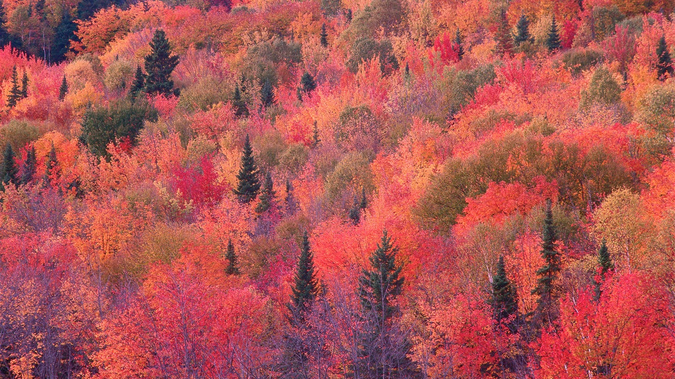 Mac OS X Lion Mountain système d'Apple caché fonds d'écran HD #30 - 1366x768