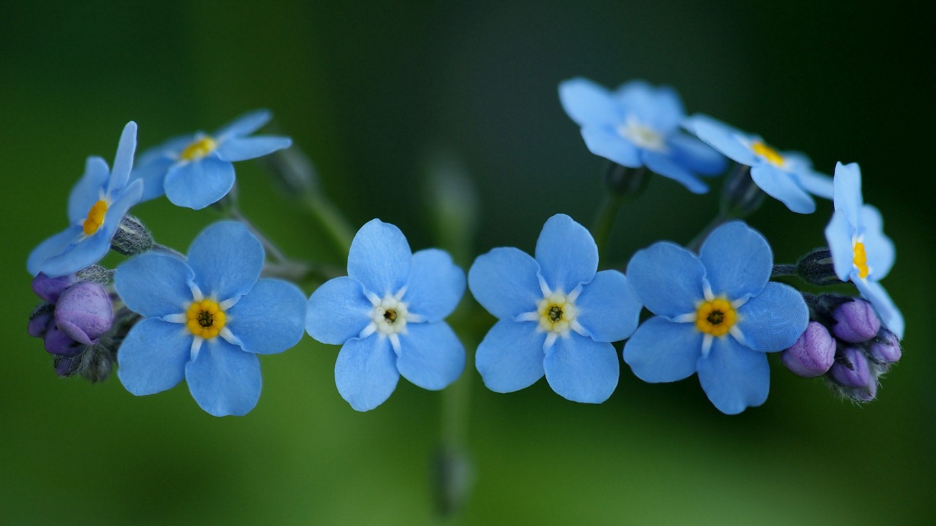 Small and beautiful forget-me-flowers HD wallpaper #1 - 1366x768