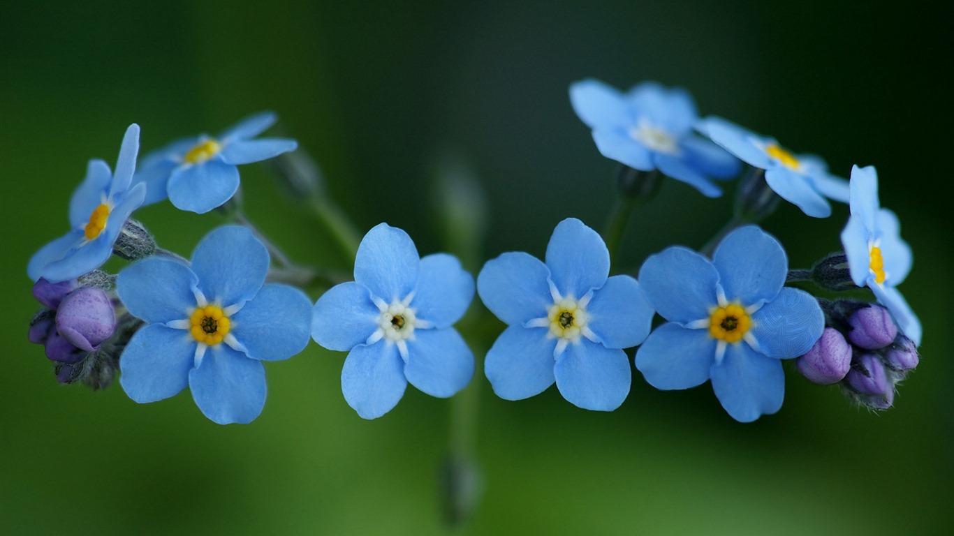 Petit et beau forget-me-fleurs d'écran HD #1 - 1366x768