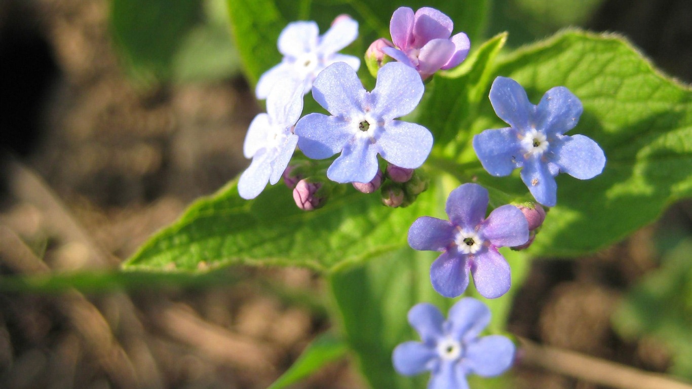 Small and beautiful forget-me-flowers HD wallpaper #2 - 1366x768
