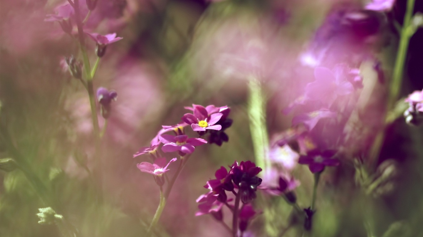 Petit et beau forget-me-fleurs d'écran HD #3 - 1366x768