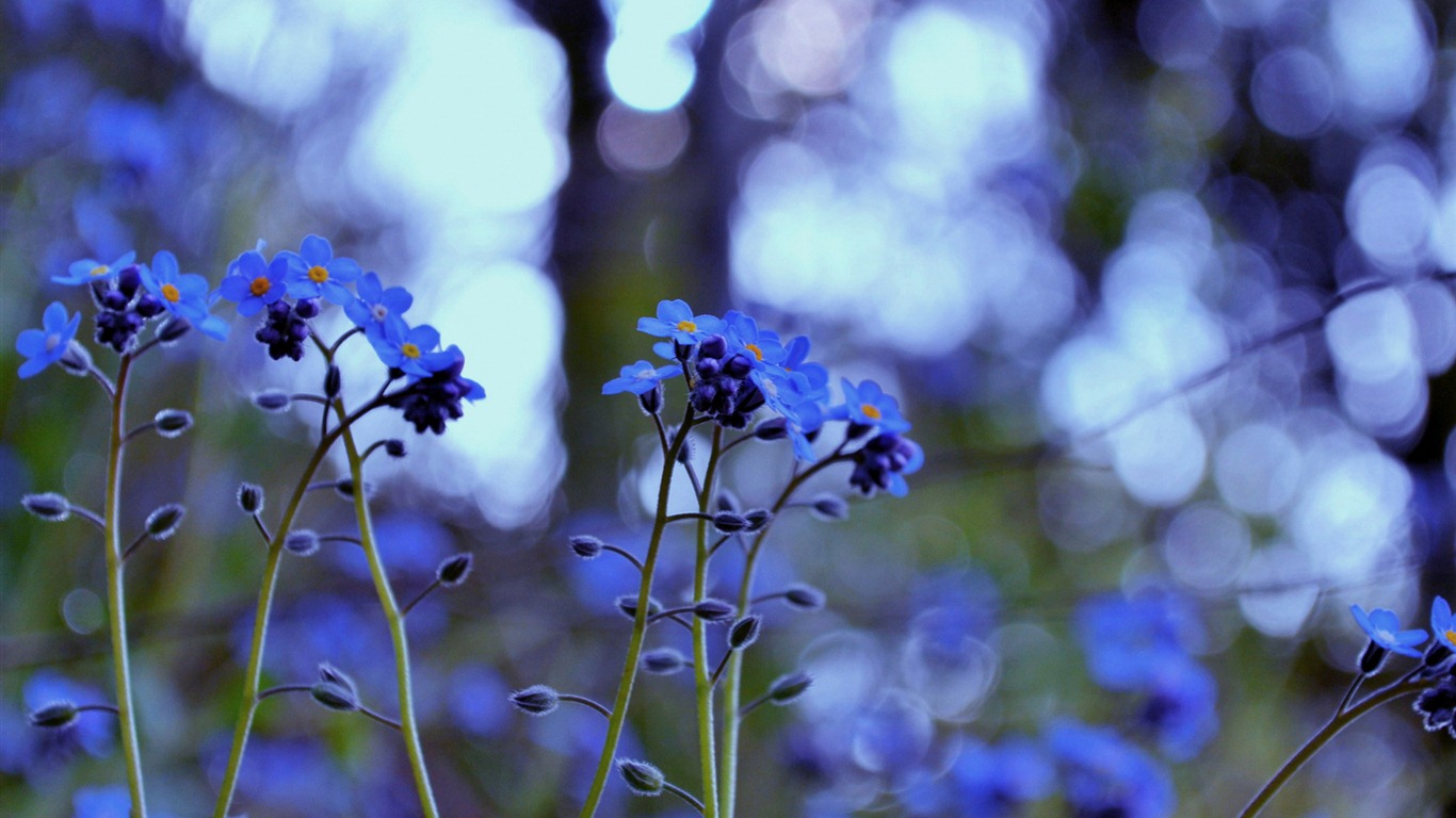 Small and beautiful forget-me-flowers HD wallpaper #4 - 1366x768
