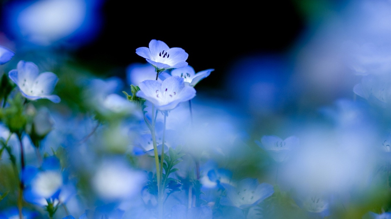 Petit et beau forget-me-fleurs d'écran HD #5 - 1366x768