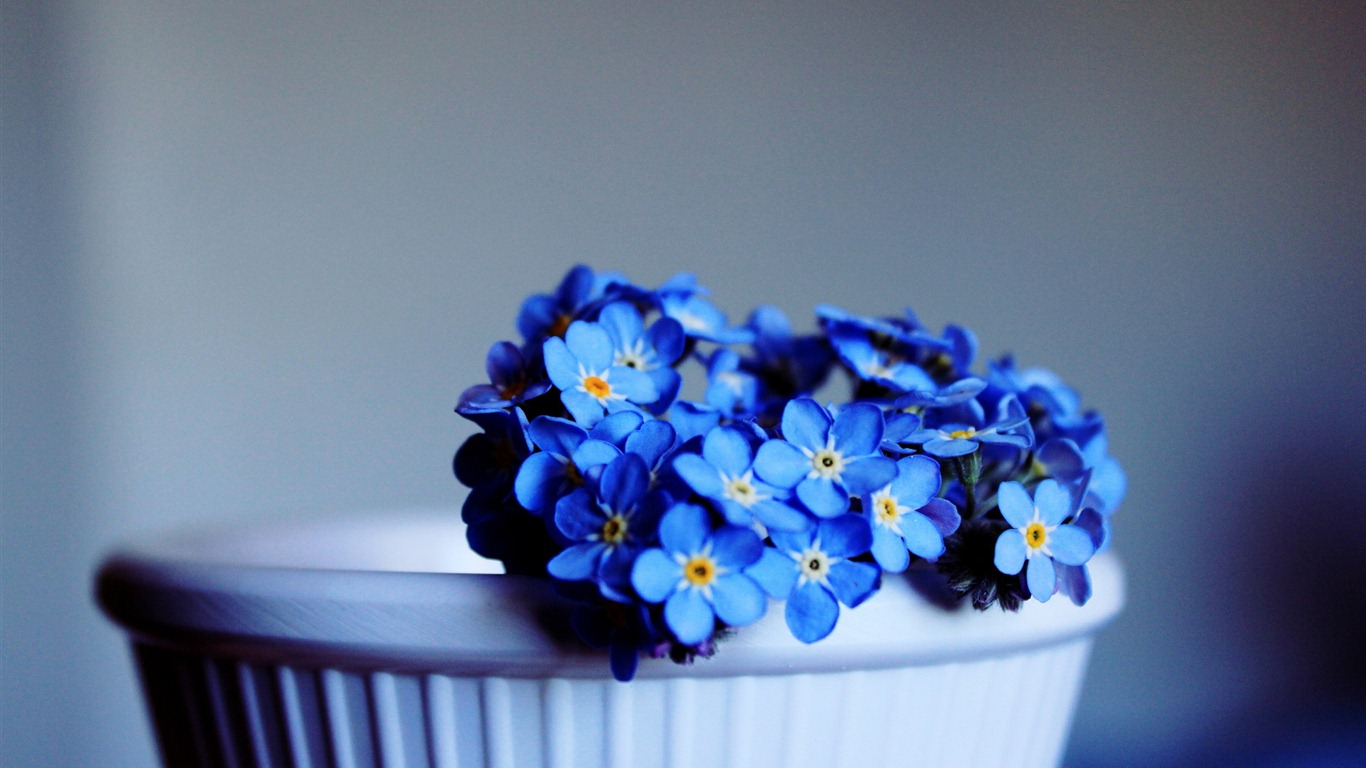 Small and beautiful forget-me-flowers HD wallpaper #6 - 1366x768