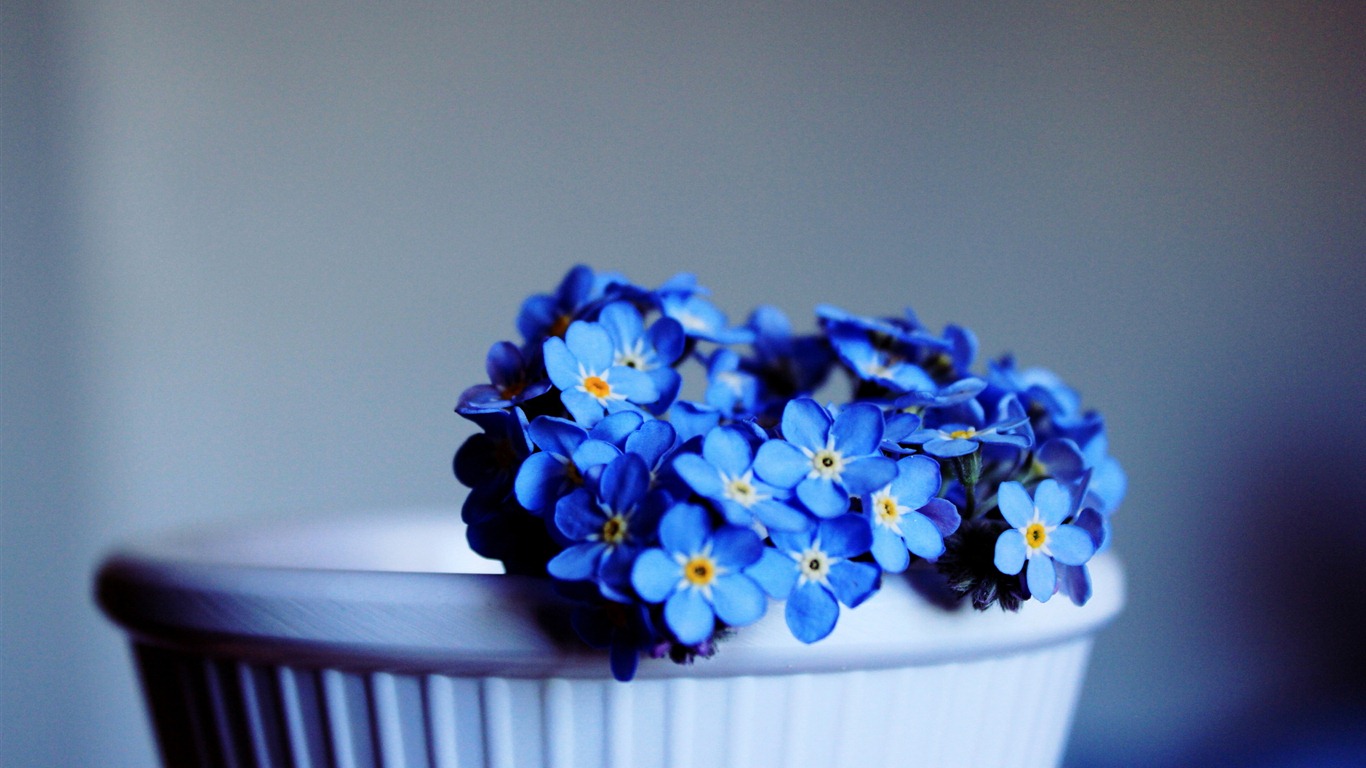 Petit et beau forget-me-fleurs d'écran HD #6 - 1366x768