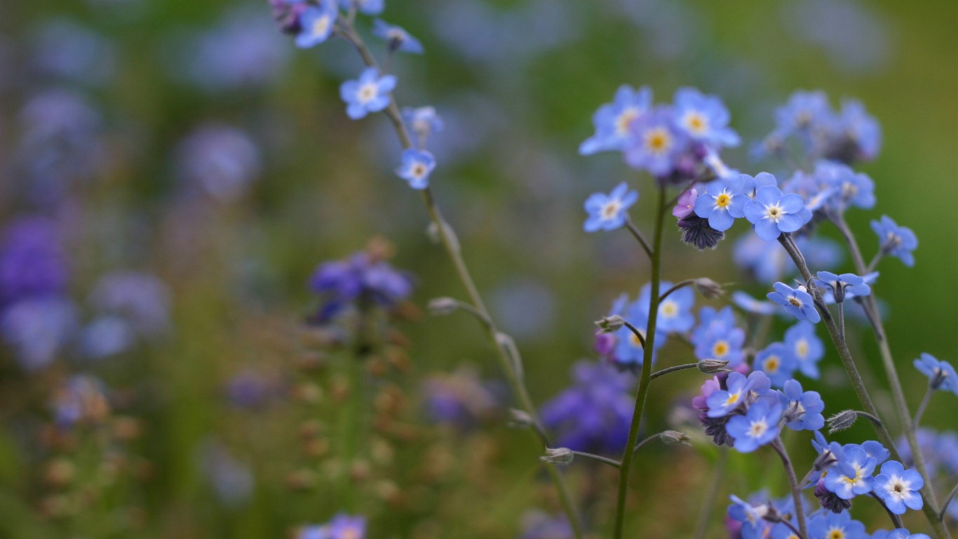 Small and beautiful forget-me-flowers HD wallpaper #7 - 1366x768