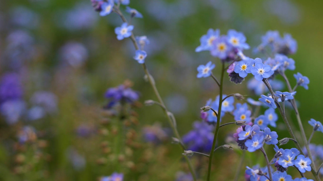 Petit et beau forget-me-fleurs d'écran HD #7 - 1366x768