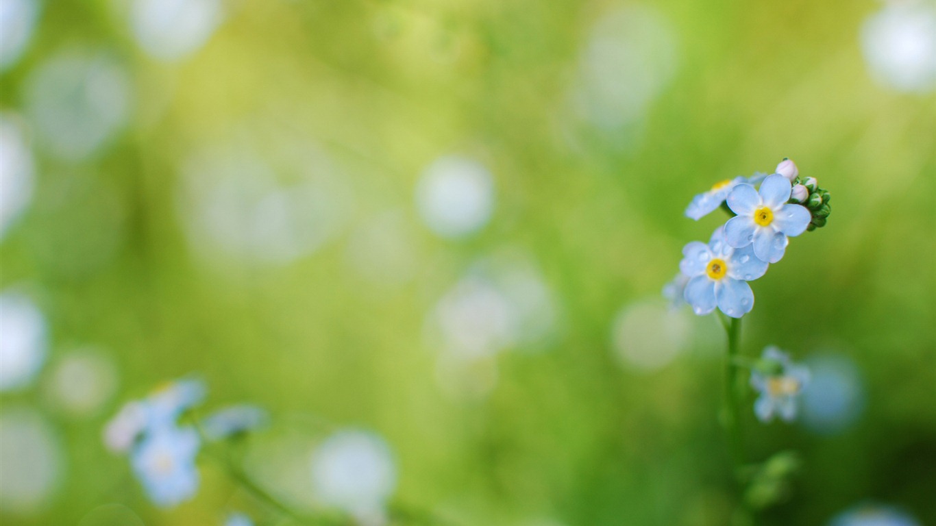 小巧秀丽的勿忘我鲜花 高清壁纸8 - 1366x768