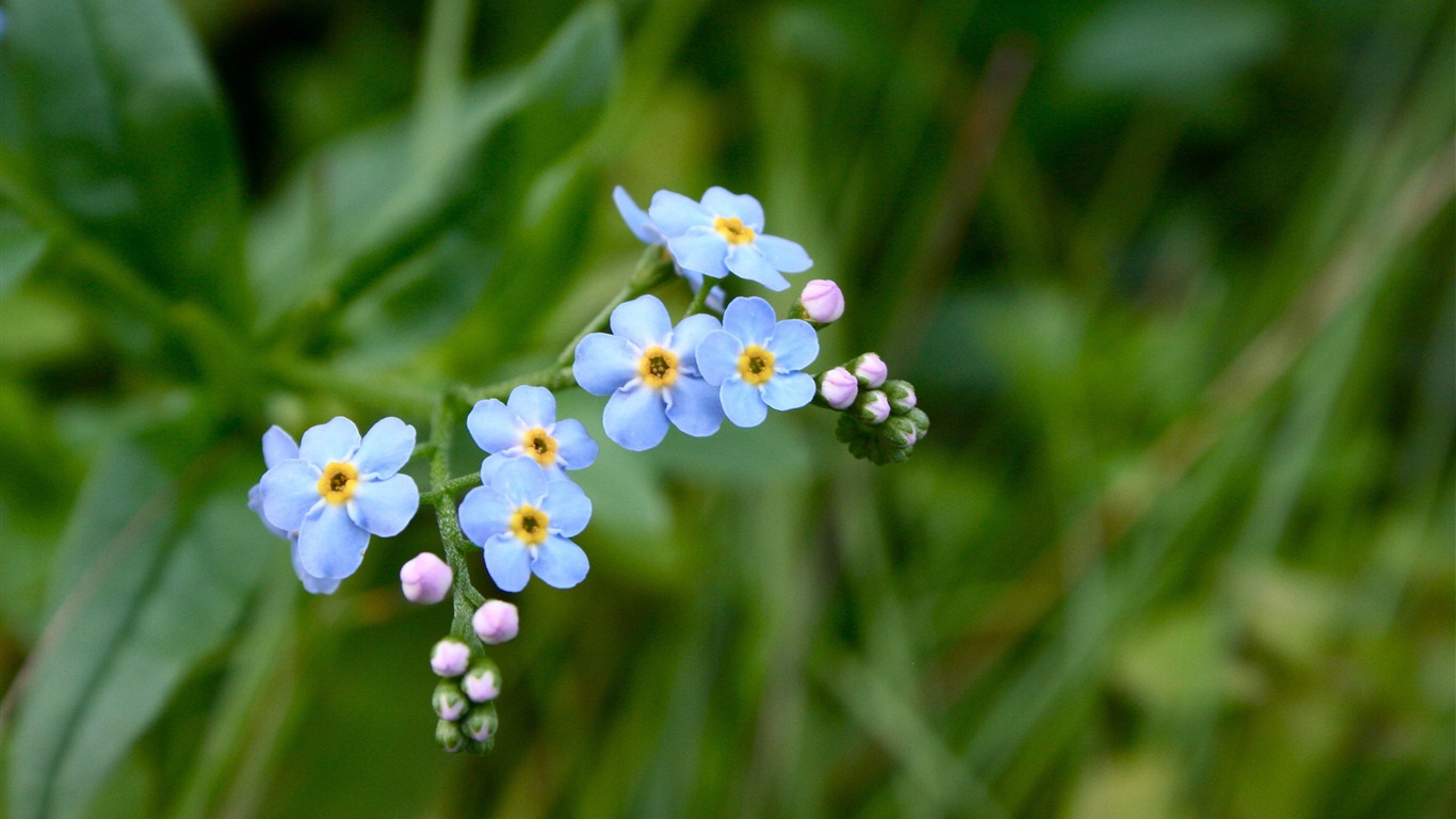 Petit et beau forget-me-fleurs d'écran HD #9 - 1366x768