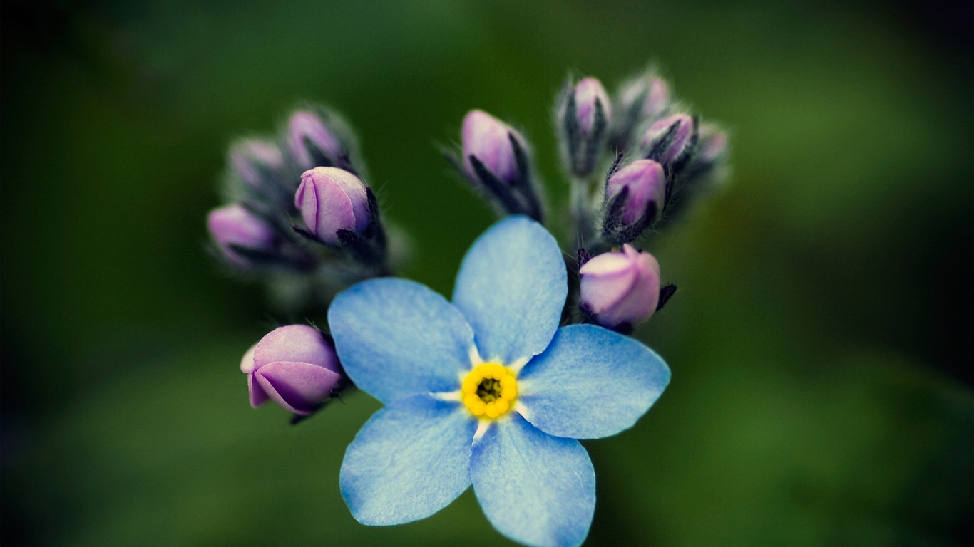 Pequeño y hermoso-me-olvides las flores HD papel tapiz #10 - 1366x768