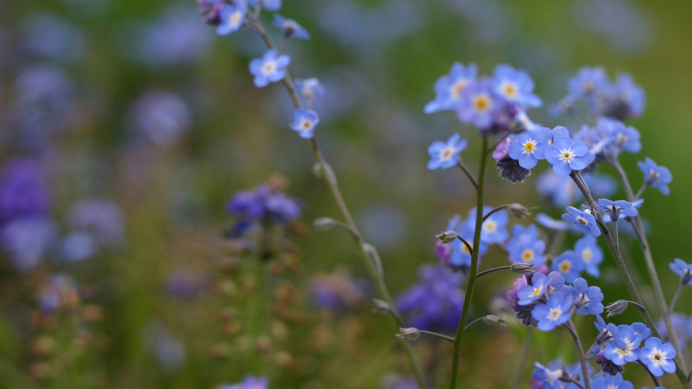 Malé a krásné forget-me-květiny HD tapetu #11 - 1366x768