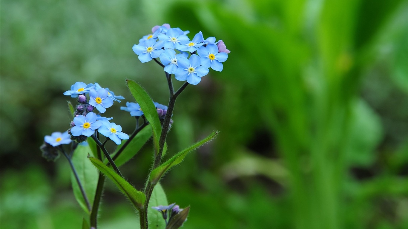 Small and beautiful forget-me-flowers HD wallpaper #12 - 1366x768
