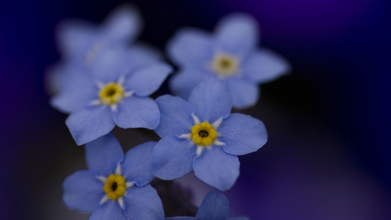 Petit et beau forget-me-fleurs d'écran HD #14 - 1366x768