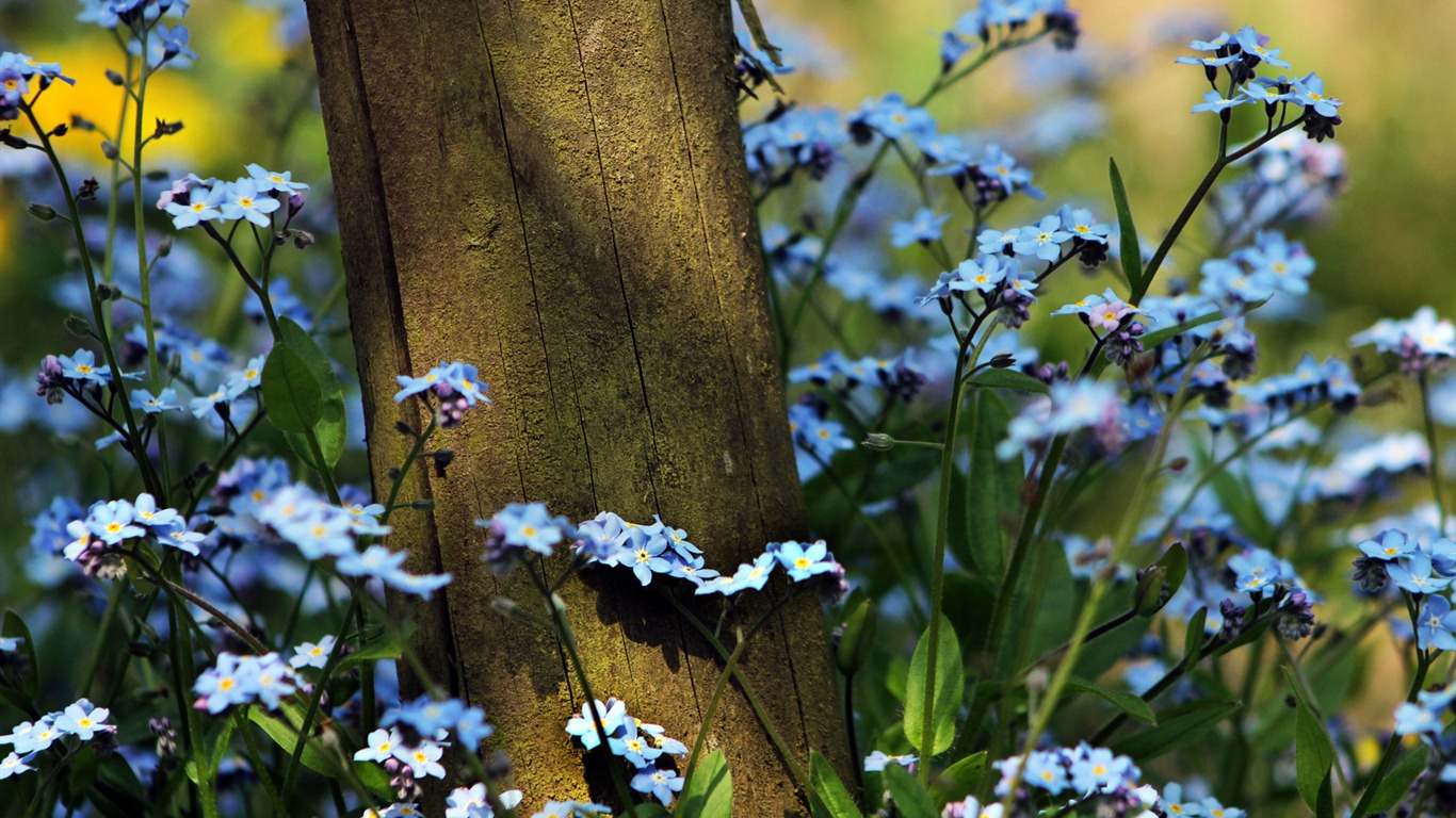 Small and beautiful forget-me-flowers HD wallpaper #15 - 1366x768