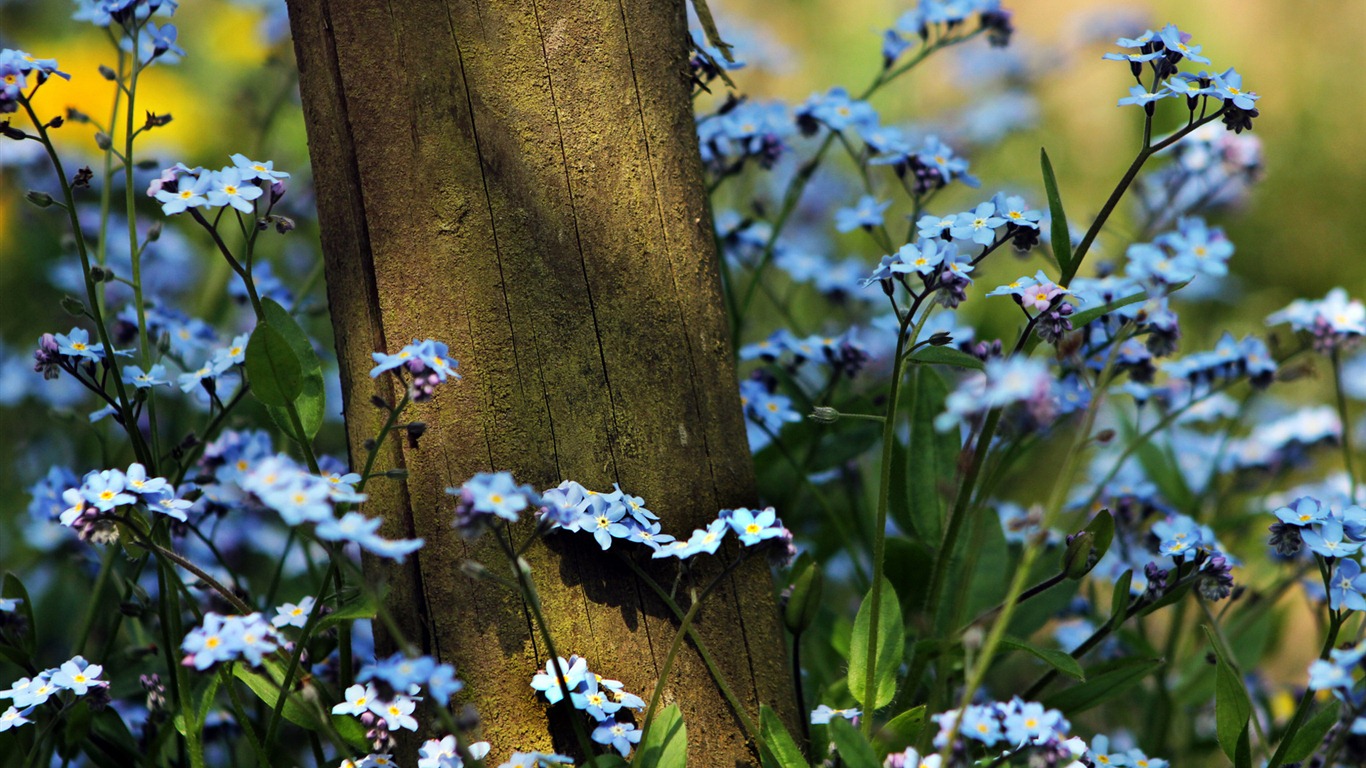 Klein und fein Vergissmeinnicht-Blumen HD Wallpaper #15 - 1366x768