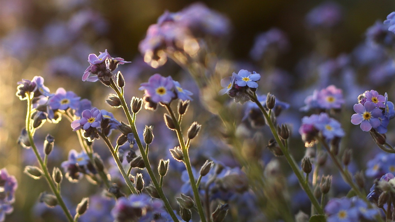 Klein und fein Vergissmeinnicht-Blumen HD Wallpaper #16 - 1366x768