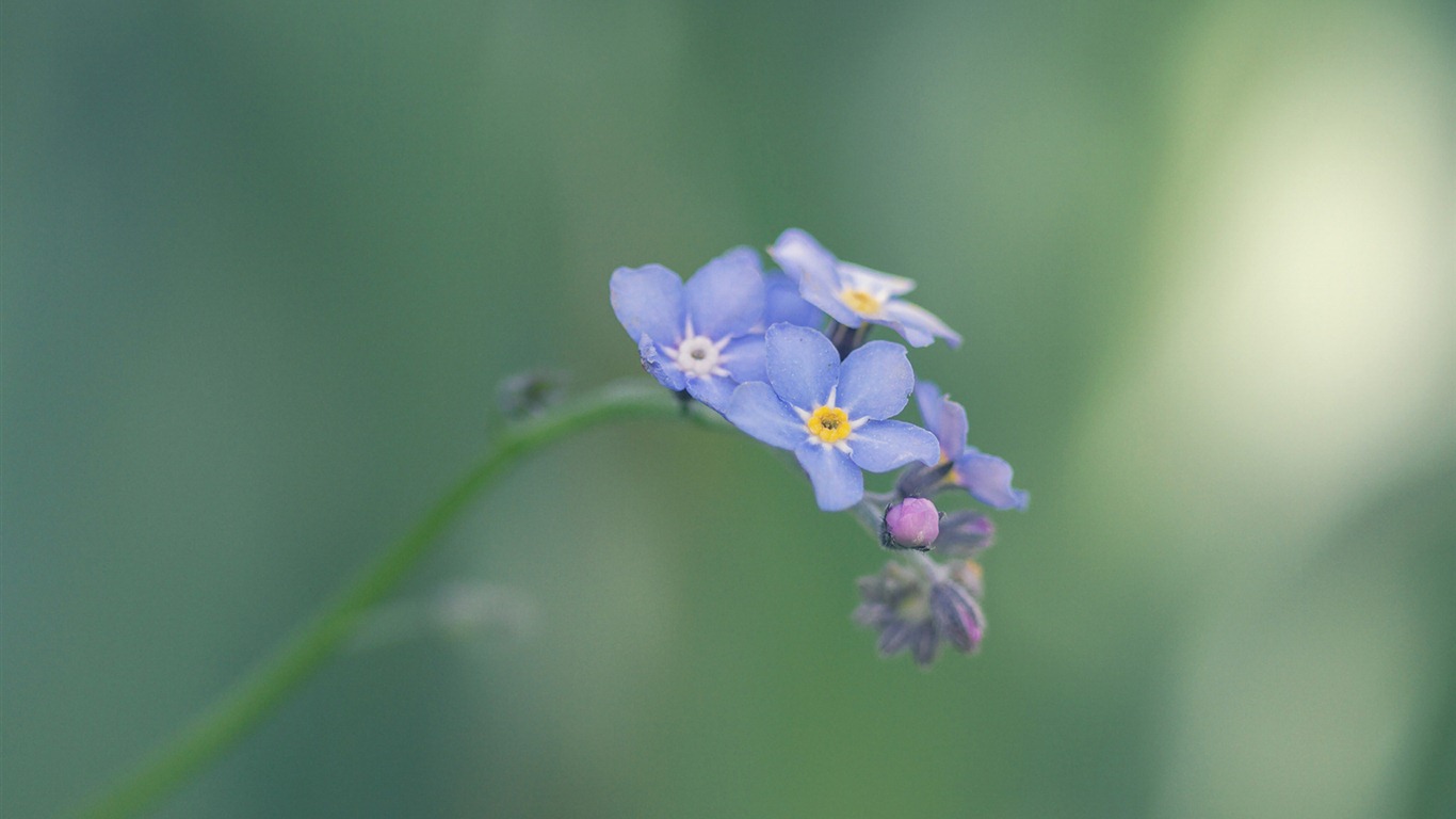 Small and beautiful forget-me-flowers HD wallpaper #17 - 1366x768