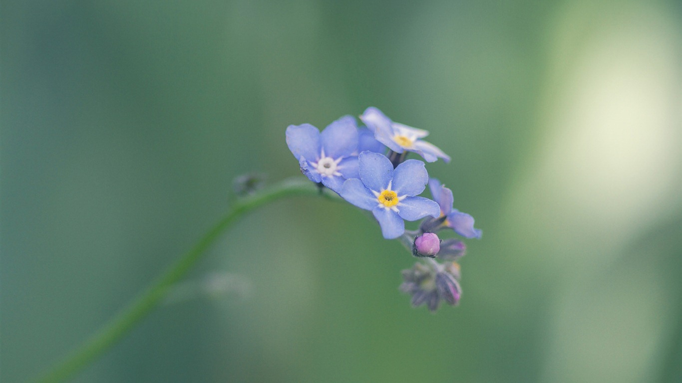 Malé a krásné forget-me-květiny HD tapetu #17 - 1366x768