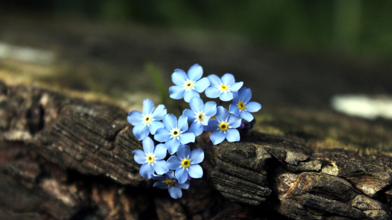 Klein und fein Vergissmeinnicht-Blumen HD Wallpaper #18 - 1366x768