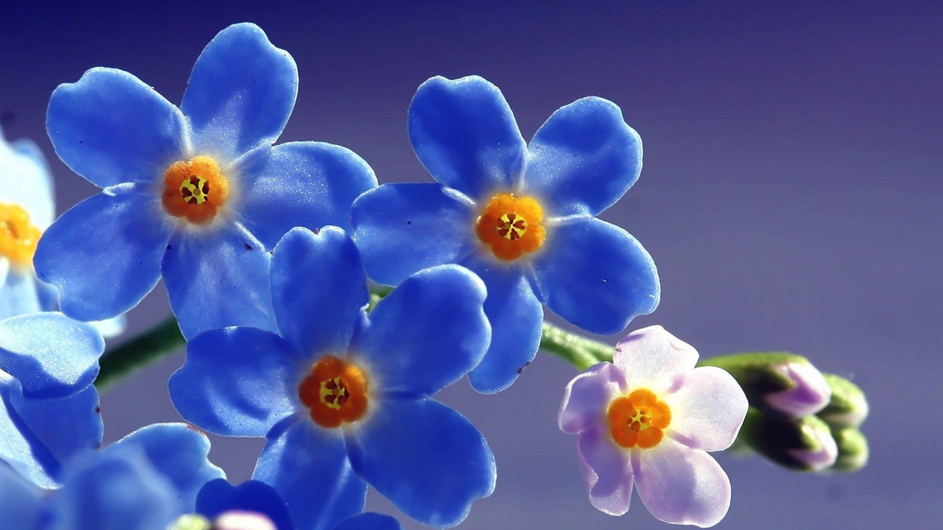 Klein und fein Vergissmeinnicht-Blumen HD Wallpaper #19 - 1366x768