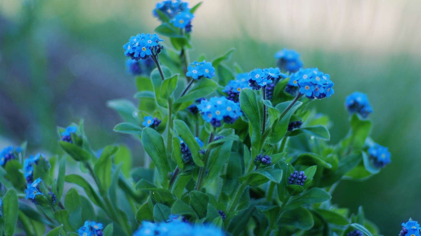 Small and beautiful forget-me-flowers HD wallpaper #20 - 1366x768