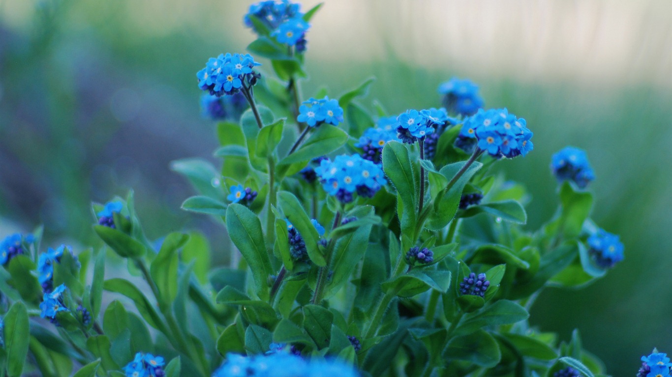 Petit et beau forget-me-fleurs d'écran HD #20 - 1366x768