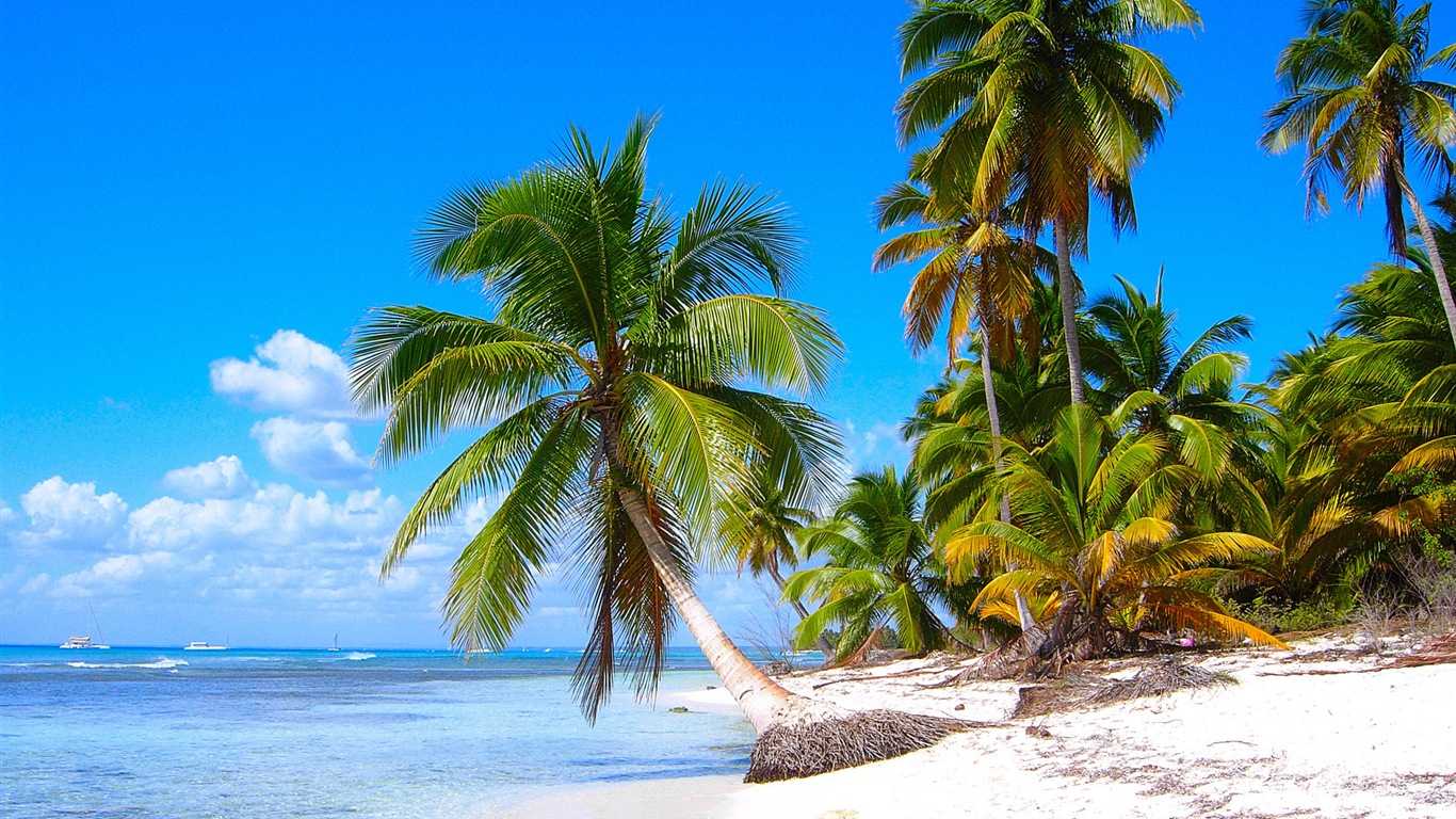 Windows 8 壁紙：加勒比海濱 #2 - 1366x768