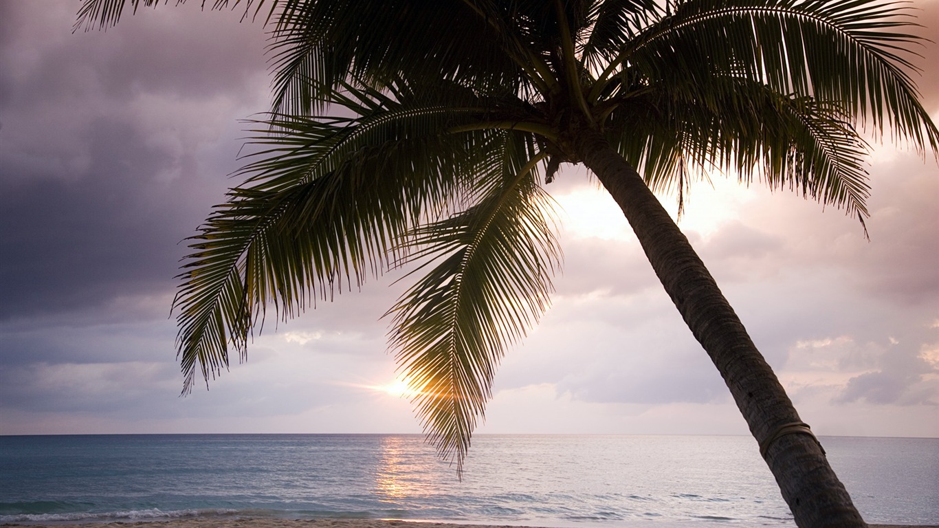 Windows 8: Fonds d'écran Shores Caraïbes #12 - 1366x768