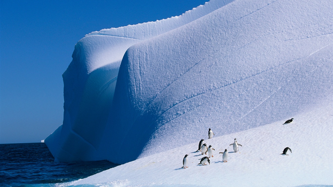 Windows 8: Fondos de pantalla, paisajes antárticos nieve, pingüinos antárticos #1 - 1366x768