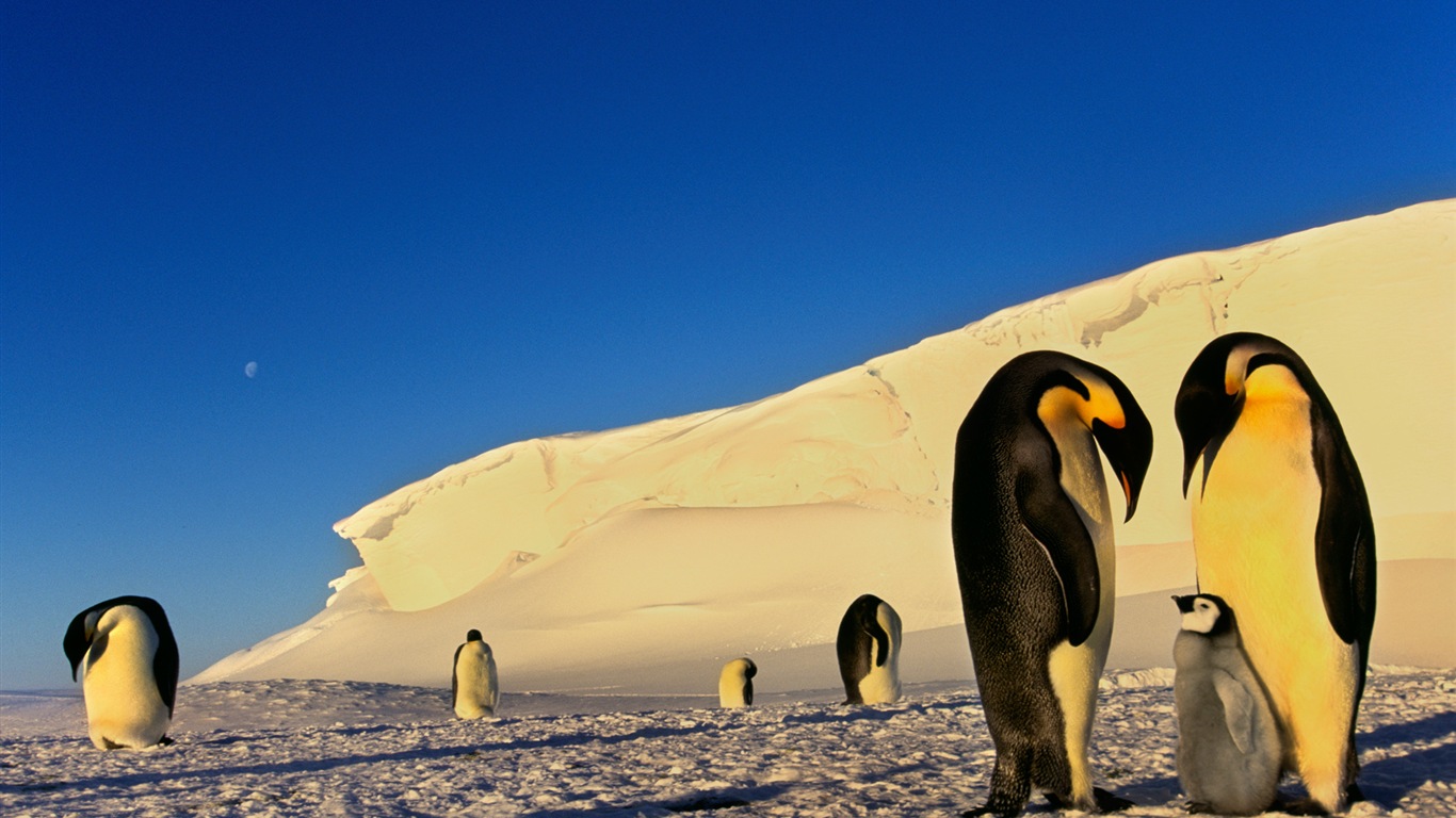 Windows 8 壁纸：南极洲，冰雪风景，南极企鹅3 - 1366x768